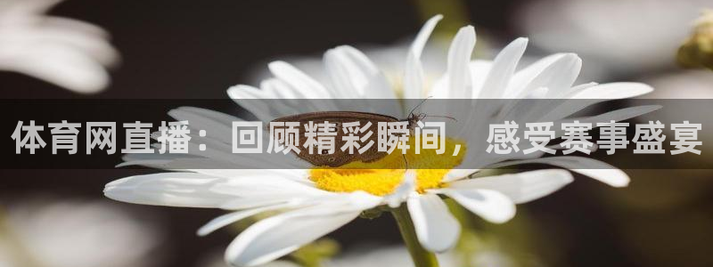 体育网直播：回顾精彩瞬间，感受赛事盛宴